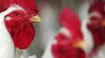 هبوط أسعار الدواجن 5 جنيهات للكيلو وسط تراجع ملحوظ في إقبال الأسواق